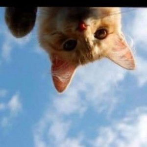 Vehilnita Mikel profile icon