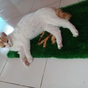 Aida Fauziah Suherman profile icon