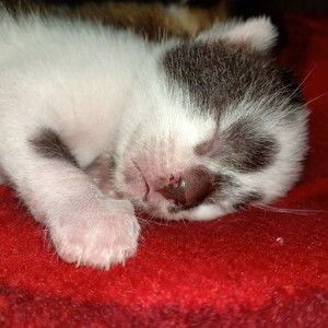 ge al adiyat profile icon