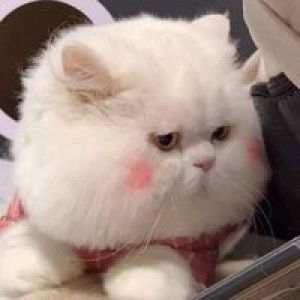 Jularat Yiangyang profile icon