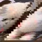 Jularat Yiangyang profile icon