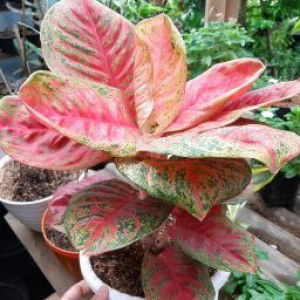 Noviani Fitri profile icon