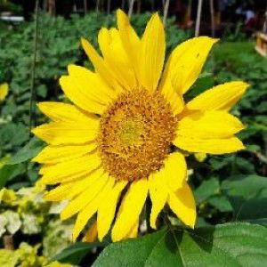 anggraini hanafi profile icon