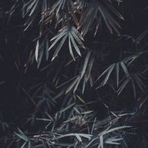 Radzmina Briguera profile icon