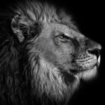 Anhar Mashud profile icon