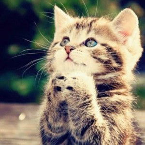 Lailatul Azza profile icon