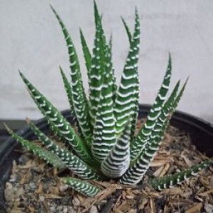 Anggi Iggna profile icon