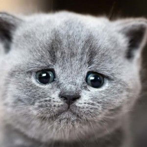 Abdul Aziz profile icon