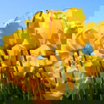 Iqqa ahmad profile icon