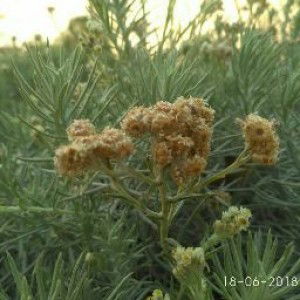 Dina Rofiqoh profile icon