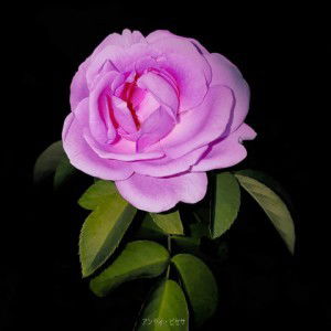 wiyati ningsih profile icon