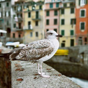 Rofika Lutfiana profile icon