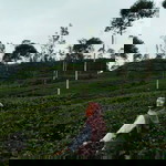 dian chandra utami profile icon