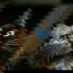 Septia Dwi Rahmawati profile icon