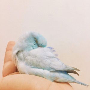 Cya Anf profile icon