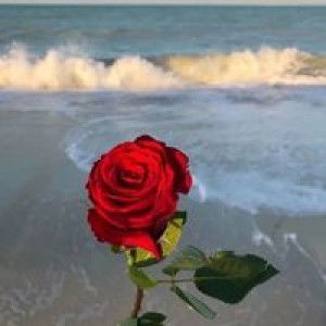 Nor Syakiella profile icon