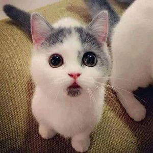 Nabihan Hamid profile icon