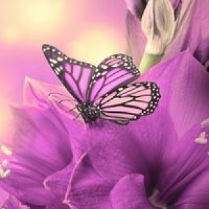 Muzammila Al-FariSa profile icon