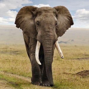 So Good profile icon