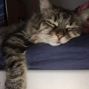 Tiền Duyên profile icon