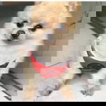 Pina Lambo profile icon