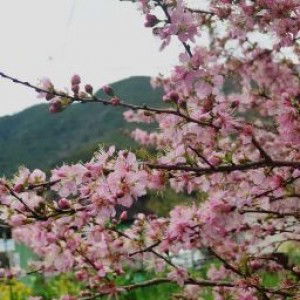 Ega Melinda profile icon