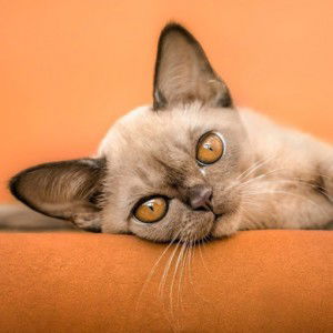 Harmony profile icon