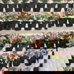 NSyafiqaa Zahhari profile icon