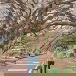 Nur Shahira profile icon