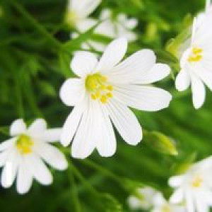 Harni Astuti profile icon