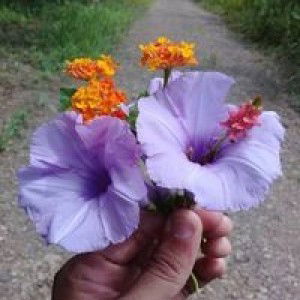 Amira Arbain profile icon