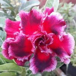 Nguyễn Trang profile icon