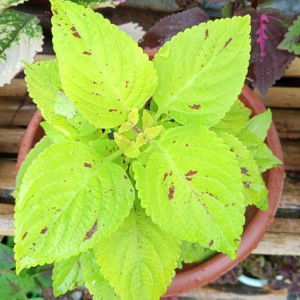 SHEILA JANE LEDESMA ALBELAR profile icon