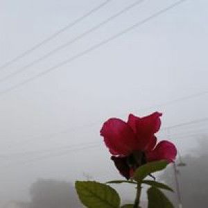 Anjar Bella Lismaya profile icon