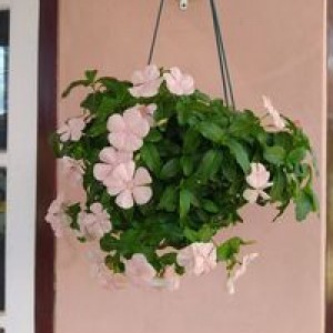 Lussy Rahminisa profile icon