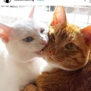 Ida puryanti profile icon