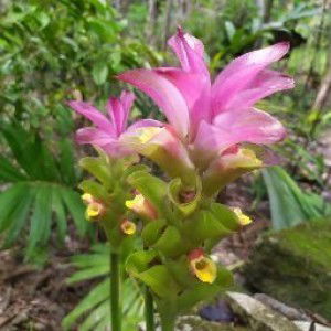 Nurliani Tri F profile icon