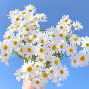 Musdalifah Nasir profile icon