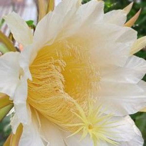 Yola Agustina profile icon