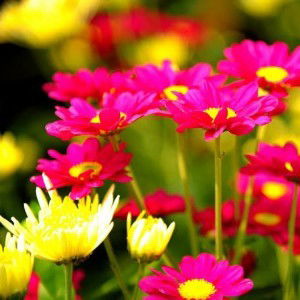 Ketehe Zha profile icon