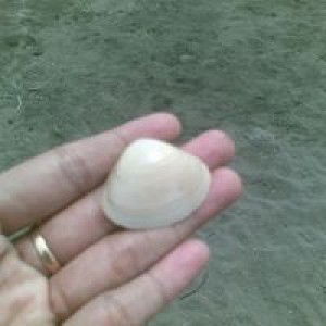 Nurun Nisa Rohimatululloh profile icon