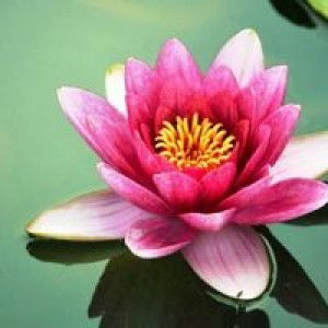 Yuli Mulyani profile icon