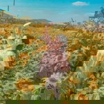 Chompoo Sawitee profile icon