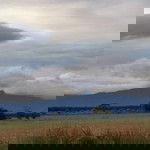 shelly huang profile icon