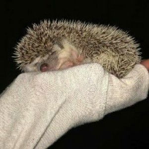 EGA AULIA profile icon