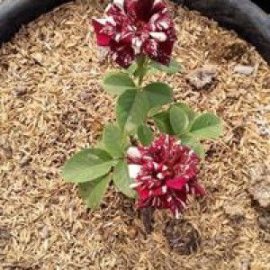 Laila Hasanah Panggabean profile icon