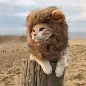 Nurul Faizal profile icon