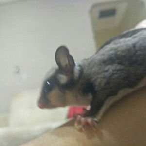 Nurul Duhaa profile icon