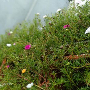 Mia Asumpta profile icon