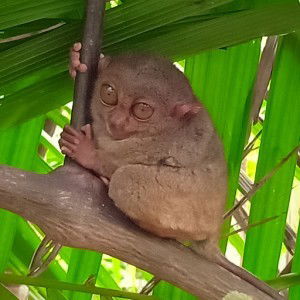 Aljohn Benigno profile icon